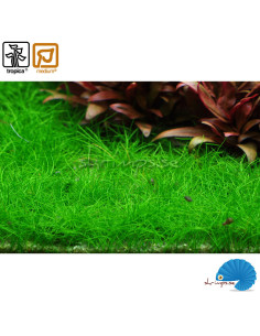 Eleocharis pusilla 'Mini' (1-2-Grow) 2