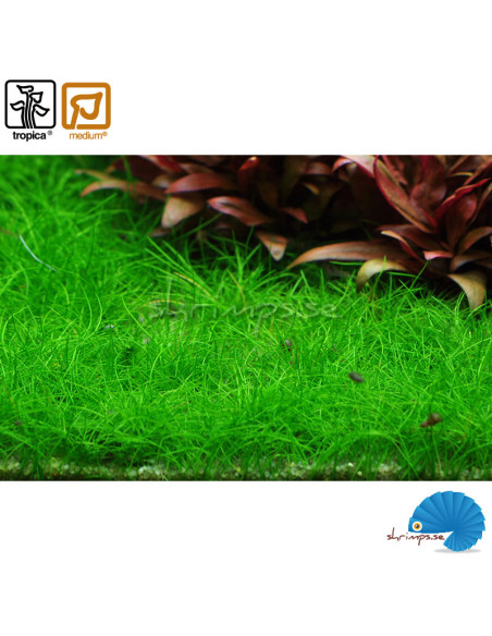 Eleocharis pusilla 'Mini' (1-2-Grow)
