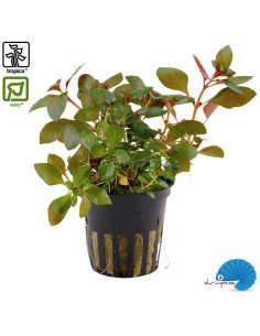 Ludwigia repens 'Rubin'