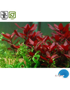 Ludwigia repens 'Rubin' 2