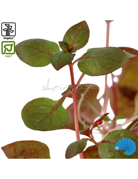 Ludwigia palustris 'Super red'