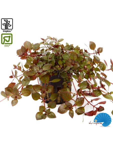 Ludwigia palustris 'Super red'