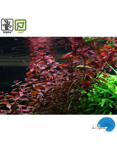 Ludwigia palustris 'Super red' 2