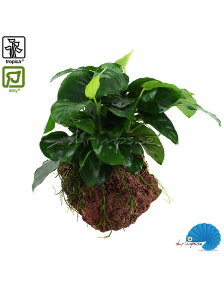 Anubias batteri nana på lavasten