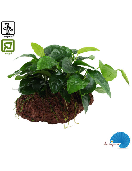Anubias batteri nana på lavasten