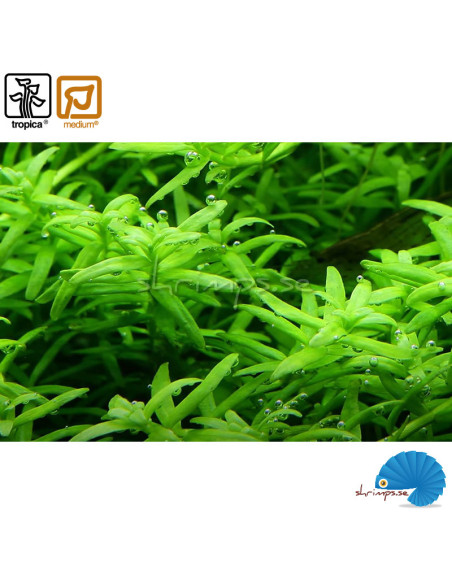 Rotala rotundifolia 'Green' (1-2-Grow)
