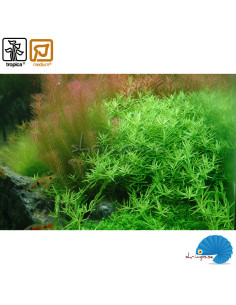 Rotala rotundifolia 'Green' (1-2-Grow) 2