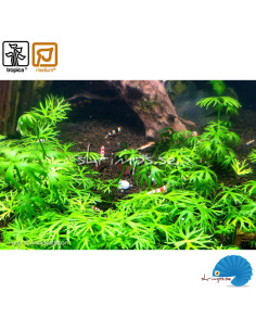 Ranunculus inundatus (1-2-Grow) 2