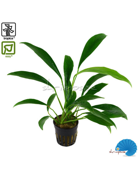Anubias barteri var. glabra - angustifolia