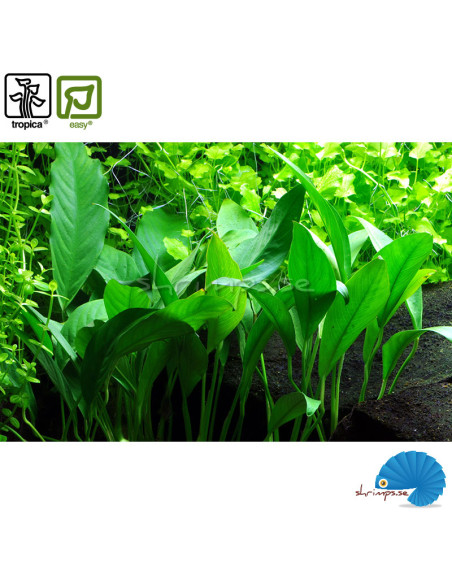 Anubias barteri var. glabra - angustifolia