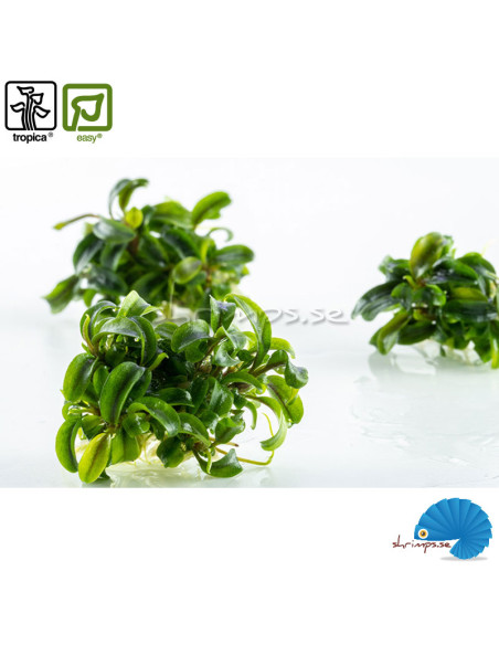 Bucephalandra sp. needle leaf - (1-2-grow)