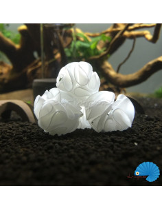 Baby Bee Shrimp Shelter