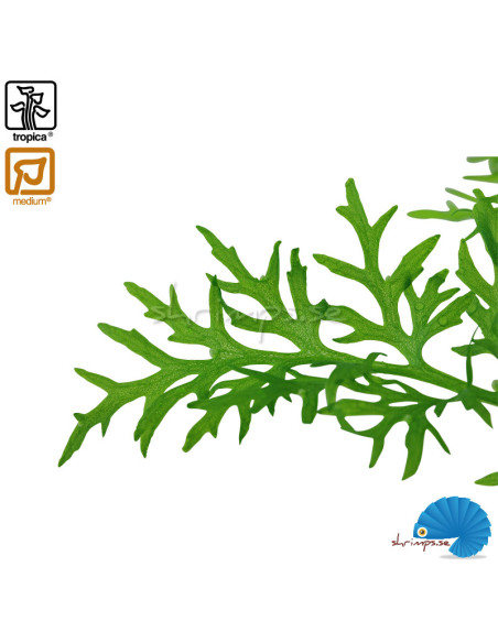 Ceratopteris thalictroides - Sumatraormbunke