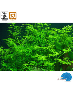 Ceratopteris thalictroides 2