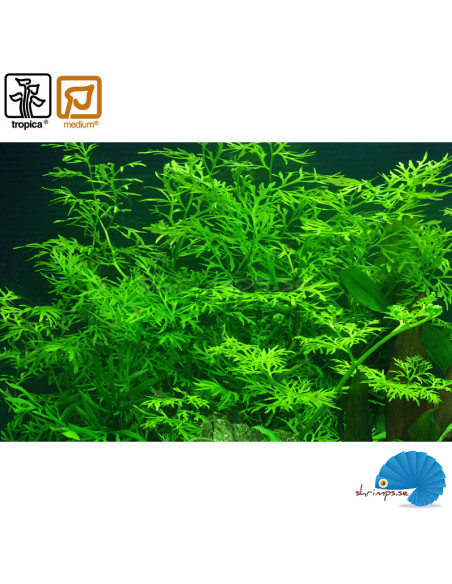 Ceratopteris thalictroides - Sumatraormbunke