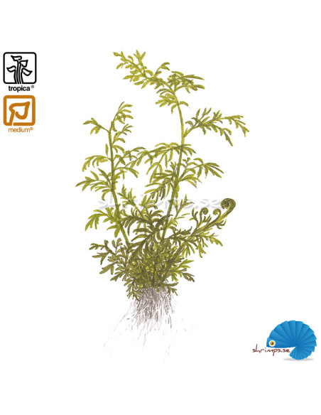 Ceratopteris thalictroides - Sumatraormbunke