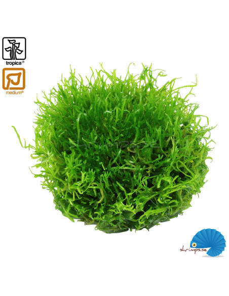 Riccia Fluitans (1-2-Grow)