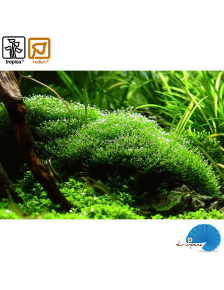Riccia Fluitans (1-2-Grow)