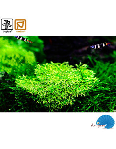Riccia Fluitans (1-2-Grow)