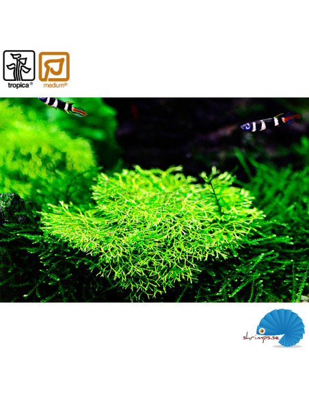 Riccia Fluitans (1-2-Grow)