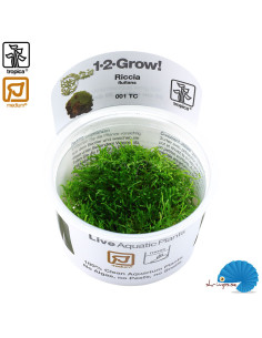 Riccia Fluitans (1-2-Grow) 2