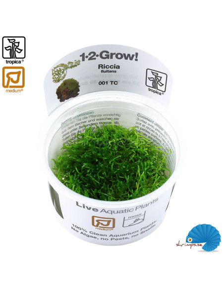 Riccia Fluitans (1-2-Grow) | Akvariemossa | Akvarieväxter | shrimps.se