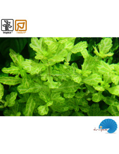 Shinnersia rivularis 'Weiss-Grün' 2