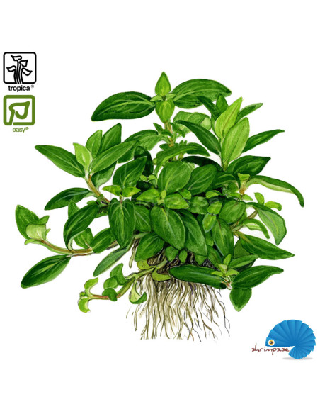 Staurogyne repens (1-2-Grow)