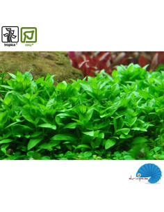 Staurogyne repens (1-2-Grow) 2