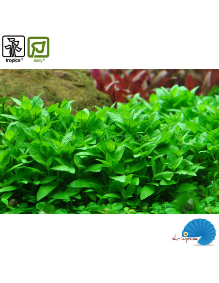 Staurogyne repens (1-2-Grow)
