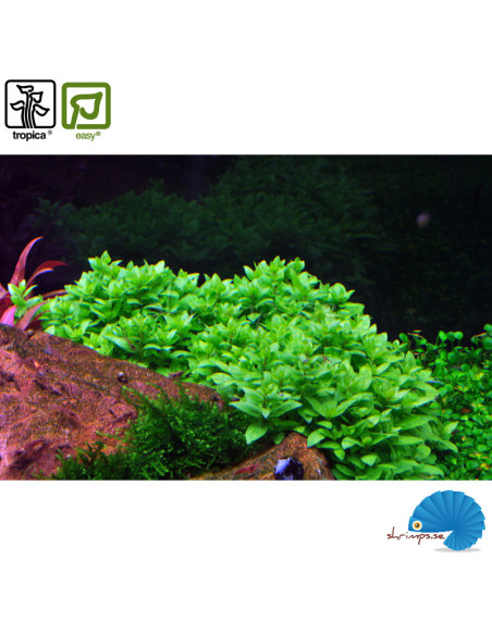 Staurogyne repens (1-2-Grow)