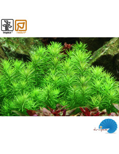 Pogostemon deccanensis (1-2-Grow) 2