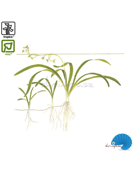 Sagittaria Subulata (1-2-grow)