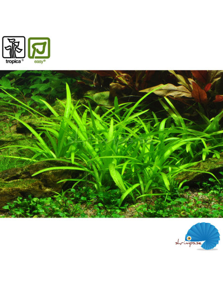 Sagittaria Subulata (1-2-grow)