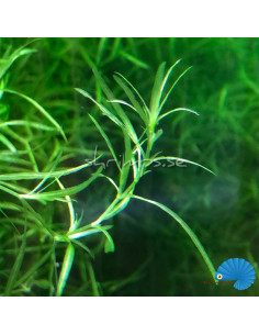 Najas guadalupensis – Guppygräs 2