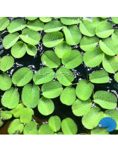 Salvinia Natans