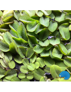 Salvinia Natans 2