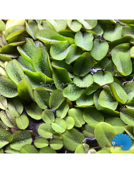 Salvinia Natans (portion)