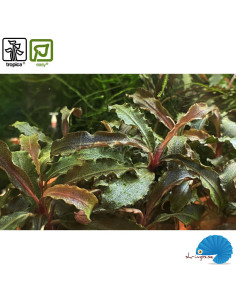 Bucephalandra 'Kedagang' (1-2-Grow) 2