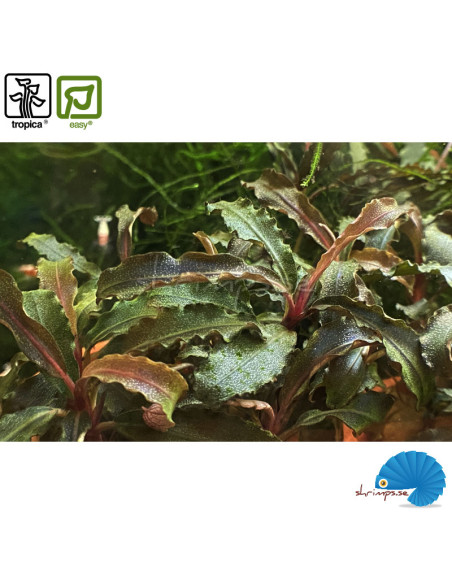 Bucephalandra 'Kedagang'