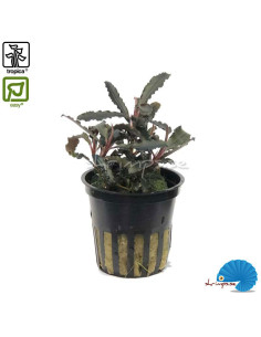 Bucephalandra 'Kedagang'