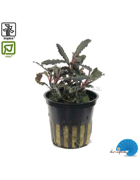 Bucephalandra 'Kedagang'