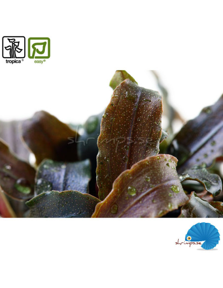 Bucephalandra 'Kedagang' (1-2-Grow)