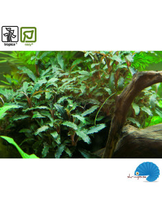 Bucephalandra Sp. 'Red' 2