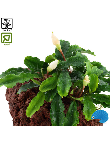 Bucephalandra pygmea 'Bukit Kelam' på lavasten