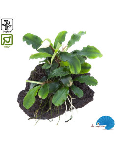 Bucephalandra pygmea 'Bukit Kelam' på lavasten