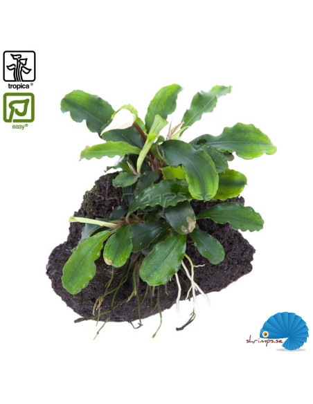 Bucephalandra pygmea 'Bukit Kelam' på lavasten