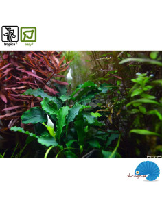 Bucephalandra pygmea 'Bukit Kelam' 2
