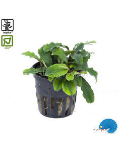 Bucephalandra pygmea 'Bukit Kelam'