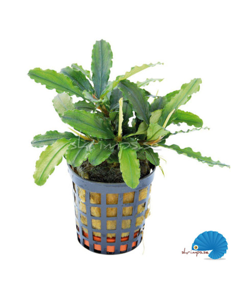Bucephalandra - Theia Green